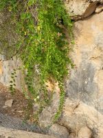 Kapernstrauch/Camí de Cavalls/Menorca/Balearen &ndash; &copy; Susanne Hofen (Eberhardt TRAVEL)
