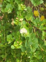 Kapernstrauch mit Blüte/Camí de Cavalls/Menorca/Balearen &ndash; &copy; Susanne Hofen (Eberhardt TRAVEL)