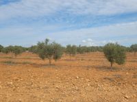 Olivenhain/Camí de Cavalls/Cala en Porter - Cala Llucalari/Menorca/Balearen &ndash; &copy; Susanne Hofen (Eberhardt TRAVEL)