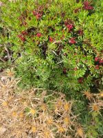 Mispel und Distel/Camí de Cavalls/S'Albufera des Grau/Cap de Favaritx nach Es Grau/Menorca/Balearen &ndash; &copy; Susanne Hofen (Eberhardt TRAVEL)