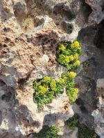 Camí de Cavalls/Cala Blanca - Ciutadella/Menorca/Balearen &ndash; &copy; Susanne Hofen (Eberhardt TRAVEL)