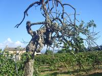 Feigenbaum
