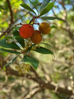 Erdbeeren vom Baum &ndash; &copy; Juliane Voigt (Eberhardt TRAVEL)