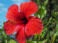 Hibiskus &ndash; &copy; Juliane Voigt (Eberhardt TRAVEL)