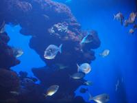 Palma Aquarium &ndash; &copy; Juliane Voigt (Eberhardt TRAVEL)