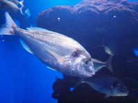Palma Aquarium &ndash; &copy; Juliane Voigt (Eberhardt TRAVEL)