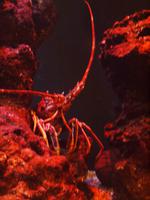 Palma Aquarium &ndash; &copy; Juliane Voigt (Eberhardt TRAVEL)