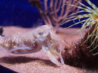 Palma Aquarium &ndash; &copy; Juliane Voigt (Eberhardt TRAVEL)