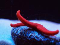 Palma Aquarium &ndash; &copy; Juliane Voigt (Eberhardt TRAVEL)
