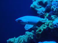 Palma Aquarium &ndash; &copy; Juliane Voigt (Eberhardt TRAVEL)