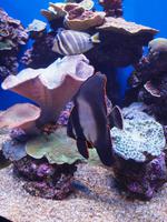 Palma Aquarium &ndash; &copy; Juliane Voigt (Eberhardt TRAVEL)