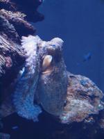 Palma Aquarium &ndash; &copy; Juliane Voigt (Eberhardt TRAVEL)