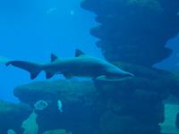 Palma Aquarium &ndash; &copy; Juliane Voigt (Eberhardt TRAVEL)