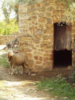 Wanderung von Déiá nach Sóller &ndash; &copy; Juliane Voigt (Eberhardt TRAVEL)
