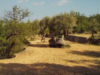 Wanderung von Déiá nach Sóller &ndash; &copy; Juliane Voigt (Eberhardt TRAVEL)