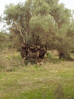 Wanderung von Déiá nach Sóller &ndash; &copy; Juliane Voigt (Eberhardt TRAVEL)