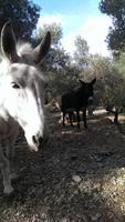 tierische Wegbegleiter &ndash; &copy; Juliane Voigt (Eberhardt TRAVEL)