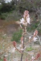 wilder Knoblauch &ndash; &copy; Gunter Looß (Eberhardt TRAVEL)