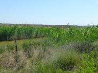 Coto de Doñana &ndash; &copy; Nicole Fischer (Eberhardt TRAVEL)
