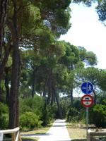 Pininewald Coto Donana &ndash; &copy; Nicole Fischer (Eberhardt TRAVEL)