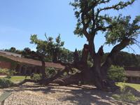 291 Penedes &ndash; &copy; Ngoc Anh Nguyen (Eberhardt TRAVEL)