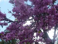 Blüte &ndash; &copy; Nicole Fischer (Eberhardt TRAVEL)