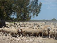Radtour nach Lebrija &ndash; &copy; Nicole Fischer (Eberhardt TRAVEL)