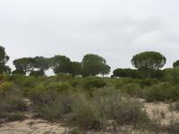 Nationalpark Donana &ndash; &copy; Nicole Fischer (Eberhardt TRAVEL)