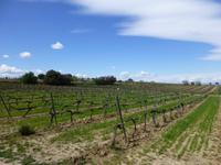 Villafranca - Weinberge vom Weingut Torres &ndash; &copy; Claudia Bernhardt (Eberhardt TRAVEL)