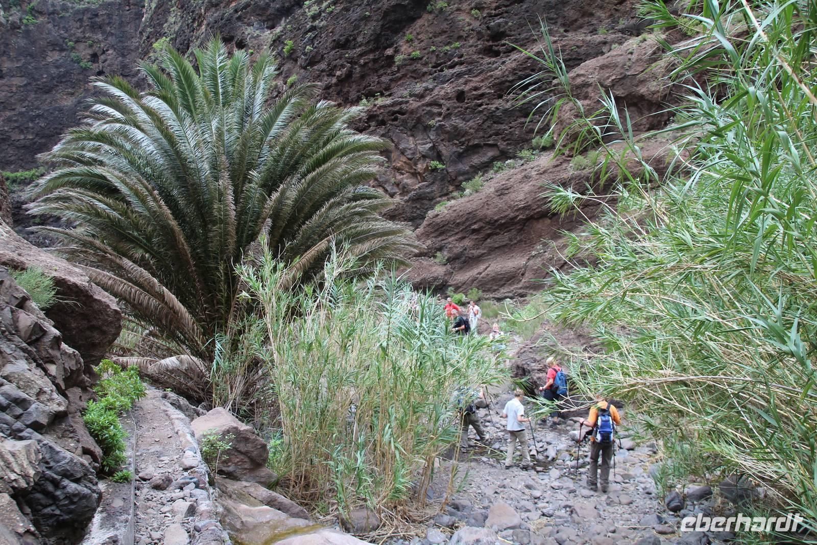 Wanderung in der Masca-Schlucht – Teneriffa &ndash; &copy; Martin Jentzsch (Eberhardt TRAVEL)