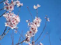 Mandelblüten &ndash; &copy; Isabell Glaß (Eberhardt TRAVEL)