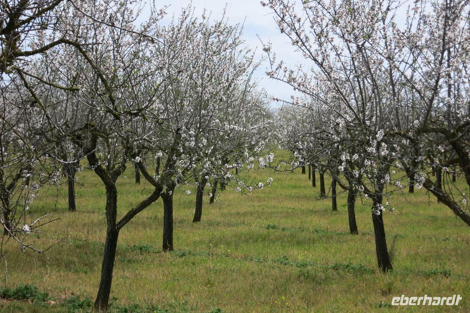 Mandelblüte &ndash; &copy; Rico Manns (Eberhardt TRAVEL)