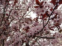Mandelblüte &ndash; &copy; Rico Manns (Eberhardt TRAVEL)