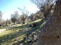 Olivenhaine &ndash; &copy; Rico Manns (Eberhardt TRAVEL)