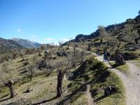 Olivenhaine &ndash; &copy; Rico Manns (Eberhardt TRAVEL)