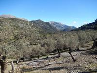 Olivenhaine &ndash; &copy; Rico Manns (Eberhardt TRAVEL)