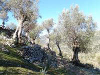 Olivenhaine &ndash; &copy; Rico Manns (Eberhardt TRAVEL)