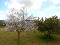 Mandelblüte &ndash; &copy; Rico Manns (Eberhardt TRAVEL)