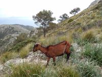 frei laufende Ziege &ndash; &copy; Rico Manns (Eberhardt TRAVEL)