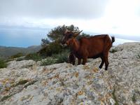 freche Ziege &ndash; &copy; Rico Manns (Eberhardt TRAVEL)