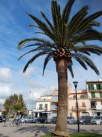 Alcudia &ndash; &copy; Rico Manns (Eberhardt TRAVEL)