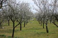 Mandelblüte &ndash; &copy; Rico Manns (Eberhardt TRAVEL)