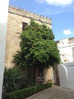 Córdoba &ndash; &copy; Francisco Javier Burgos Gutierrez (Eberhardt TRAVEL)