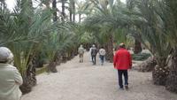 Elche &ndash; &copy; Francisco Javier Burgos Gutierrez (Eberhardt TRAVEL)