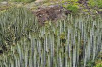 Wanderreise La Palma & Teneriffa, April 2015 &ndash; &copy; Martin Büchner (Eberhardt TRAVEL)