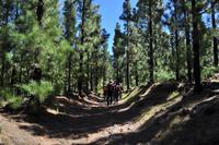 Wanderung am Chinyero &ndash; &copy; Martin Büchner (Eberhardt TRAVEL)