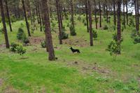 Ein Wolf (?!) :-) &ndash; &copy; Martin Büchner (Eberhardt TRAVEL)