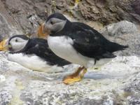 Loro Parque, Puerto de la Cruz, Teneriffa &ndash; &copy; Martin Büchner (Eberhardt TRAVEL)