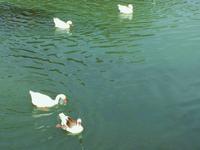 094 Aranjuez &ndash; &copy; Ngoc Anh Nguyen (Eberhardt TRAVEL)