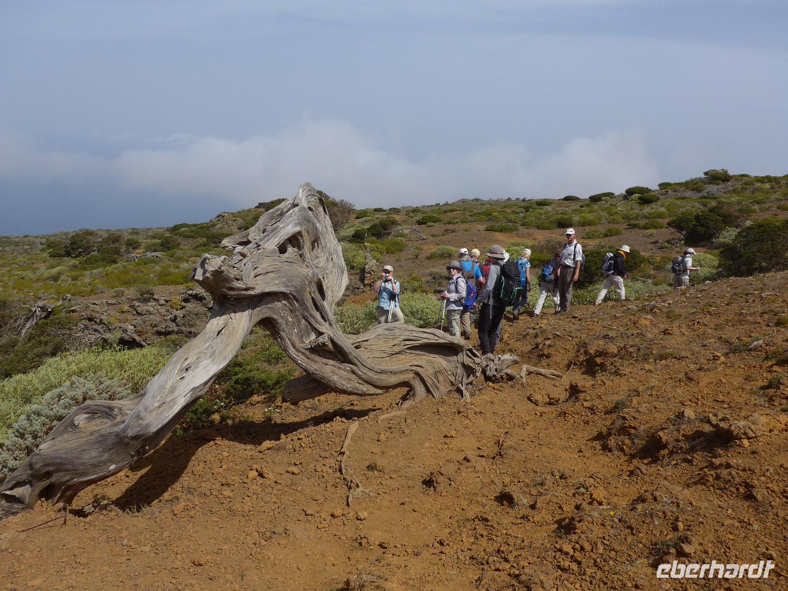Kanaren, El Hierro, Sabina 